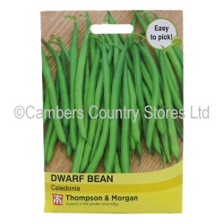 Thompson & Morgan Dwarf Bean Caledonia